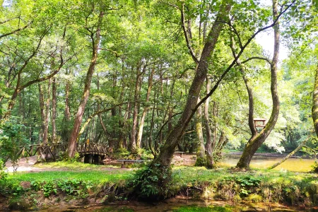 Vrelo Bosne, šetnja, priroda