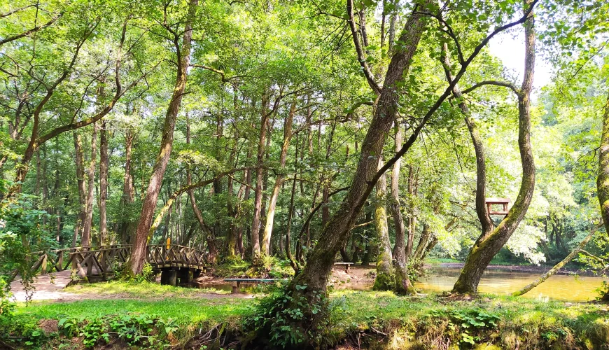 Vrelo Bosne, šetnja, priroda