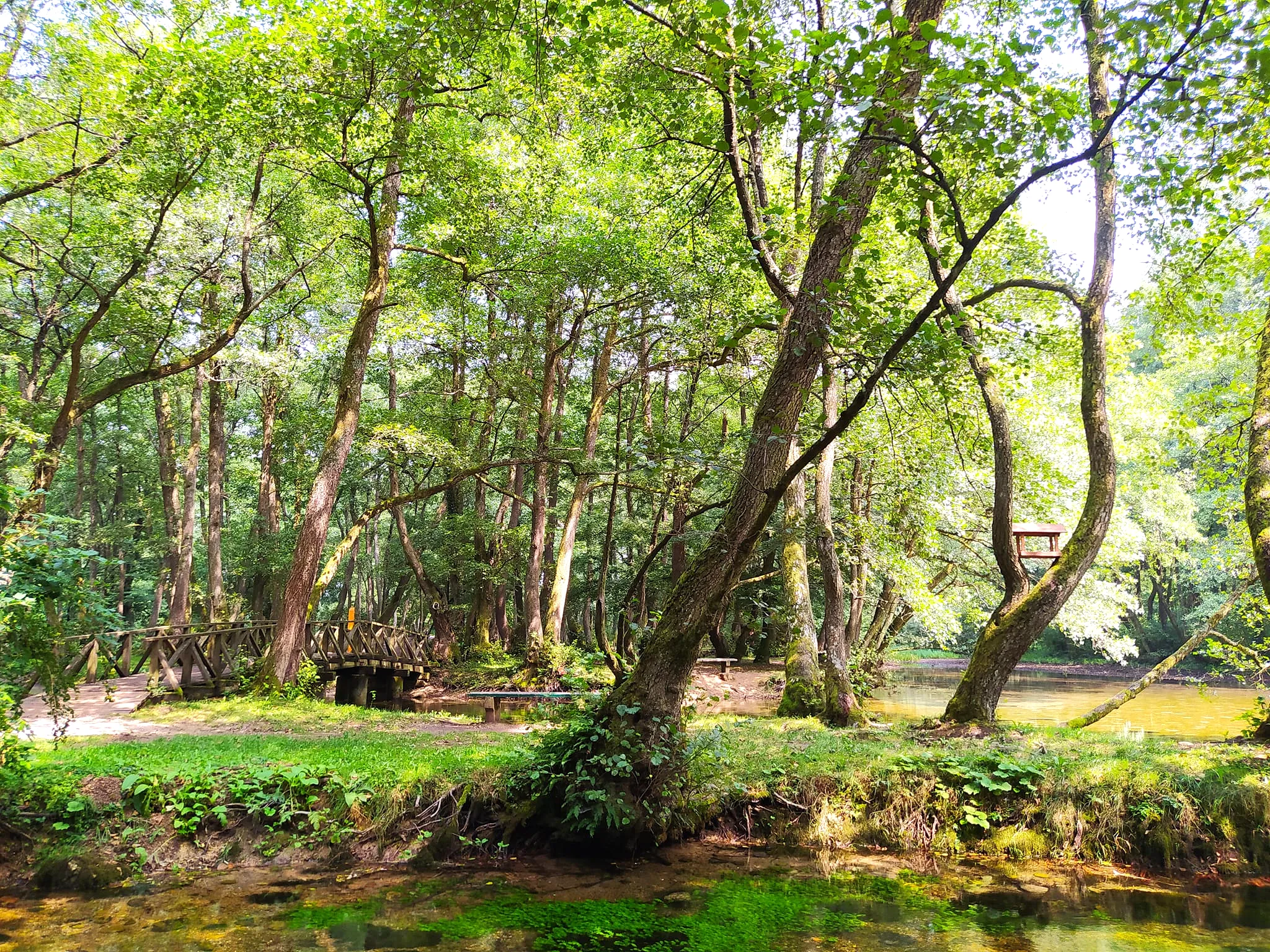 Vrelo Bosne, šetnja, priroda