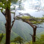 Prašuma Peručića, NP Sutjeska