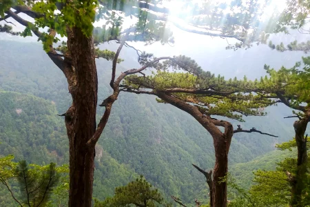Prašuma Peručića, NP Sutjeska