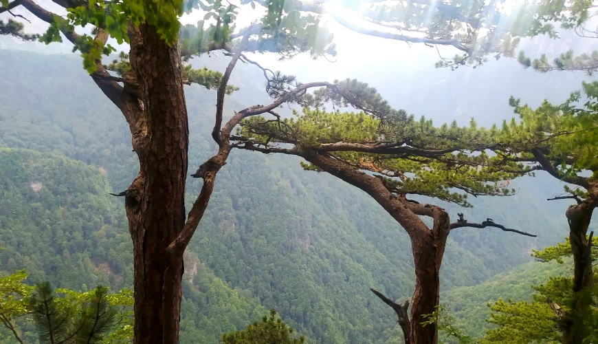 Prašuma Peručića, NP Sutjeska