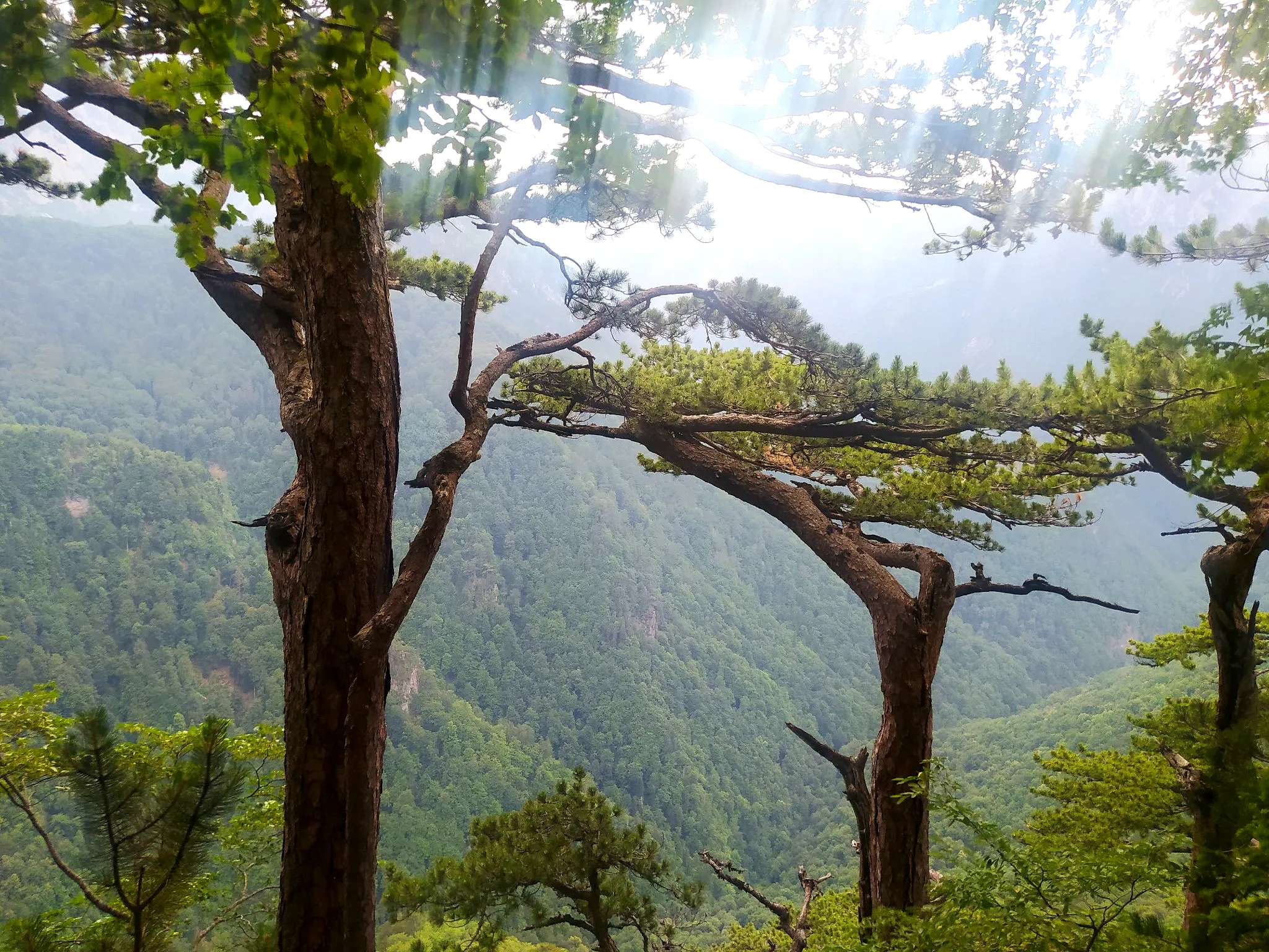 Prašuma Peručića, NP Sutjeska