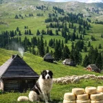 Vlašić, Katuni, Vlašički Sir, autohtoni pas Tornjak