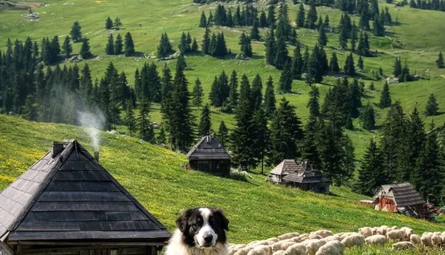 Vlašić, Katuni, Vlašički Sir, autohtoni pas Tornjak