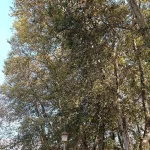 Stari Platani, Trg Slobode