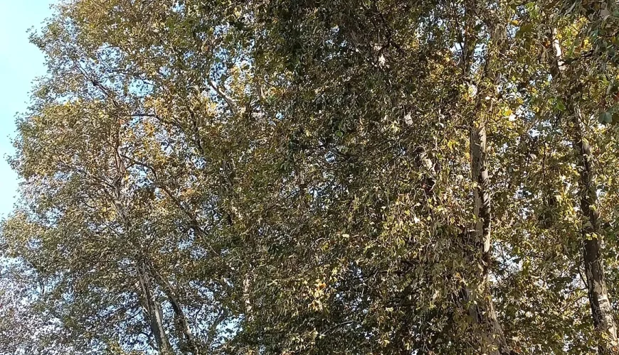 Stari Platani, Trg Slobode