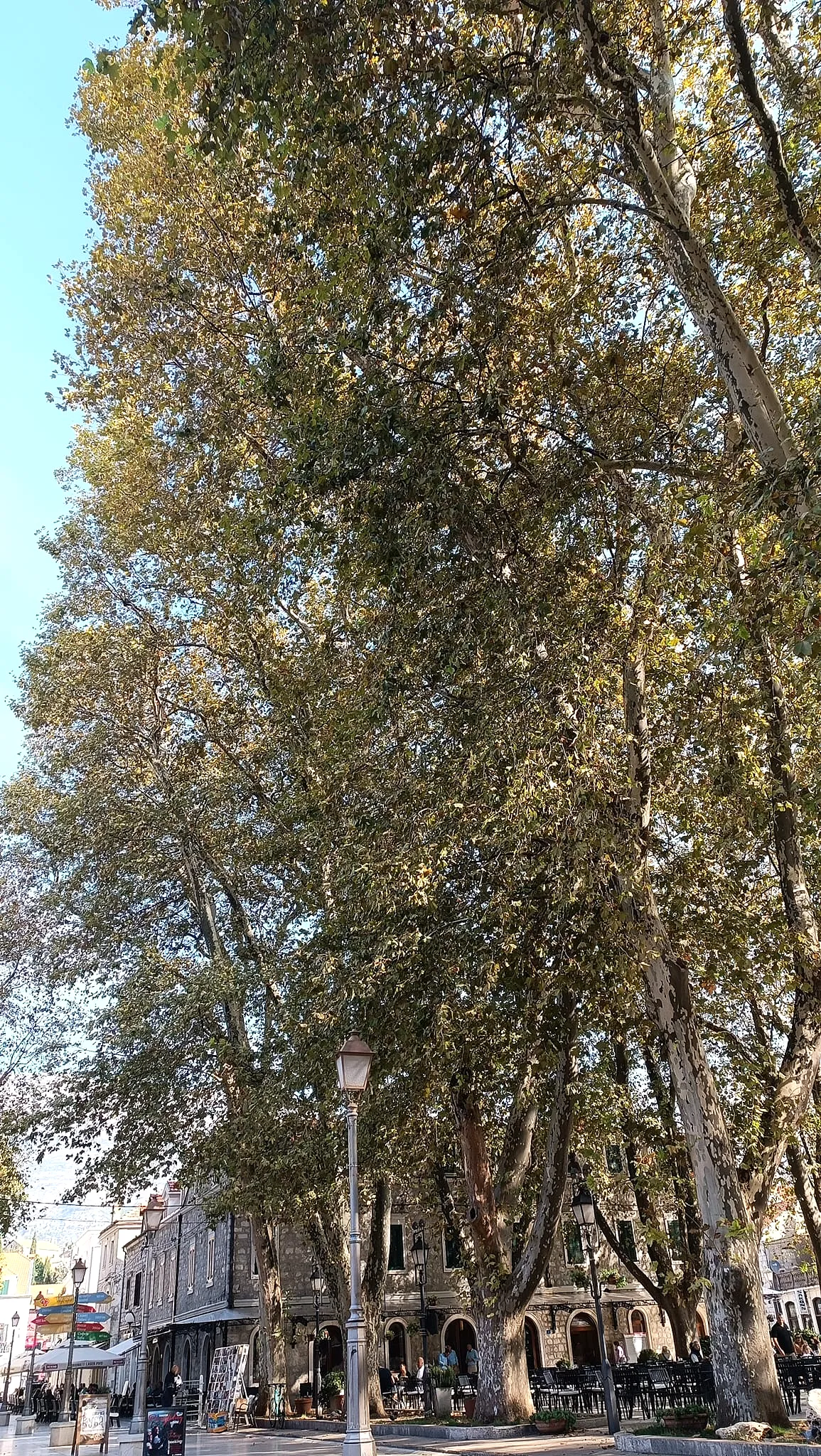 Stari Platani, Trg Slobode